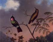 Brazilian Ruby Hummingbirds - 马丁·约翰逊·赫德